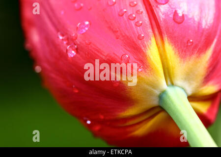 Tulip avec de la pluie Banque D'Images