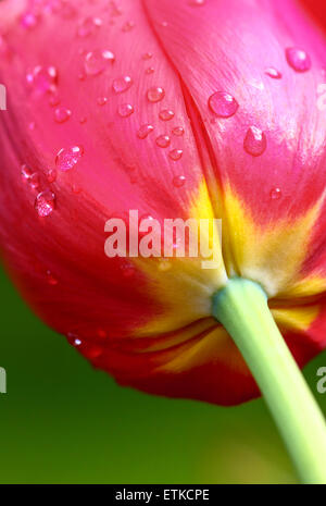 Tulip avec de la pluie Banque D'Images