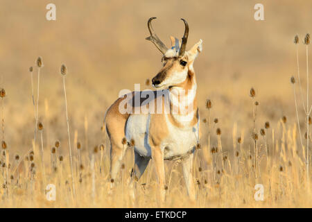 Une antilope d'argent (Antilocapra americana) se trouve dans un patch de cardère, Montana Banque D'Images