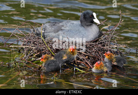 Une foulque assis sur son nid en gardant un œil sur les quatre foulques bébé qui ont récemment éclos hors Banque D'Images