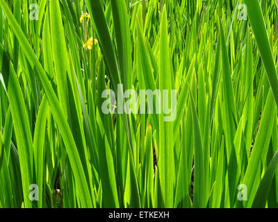 Herbes sauvages poussant dans la Canardière à Queen's Park, à Glasgow Banque D'Images