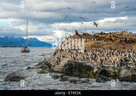 Colonie de cormorans roi se trouve sur une île dans le canal de Beagle. Tierra del Fuego, Argentine - Chili Banque D'Images