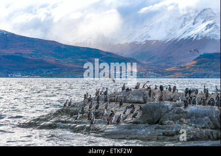 Colonie de cormorans roi se trouve sur une île dans le canal de Beagle. Tierra del Fuego, Argentine - Chili Banque D'Images