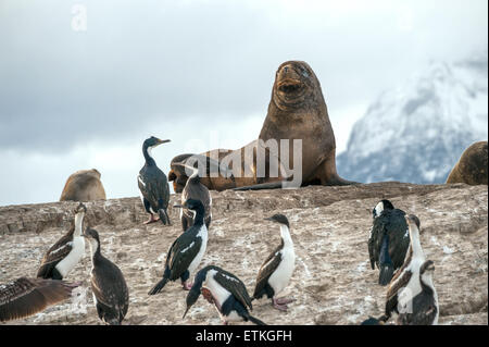 Colonie de cormorans roi se trouve sur une île dans le canal de Beagle. Tierra del Fuego, Argentine - Chili Banque D'Images