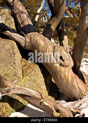 L'Australie : Snow Gum, montagnes enneigées, EN IN Banque D'Images