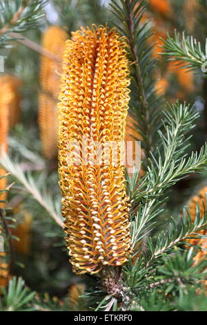 Banksia ericifolia de Close up Banque D'Images