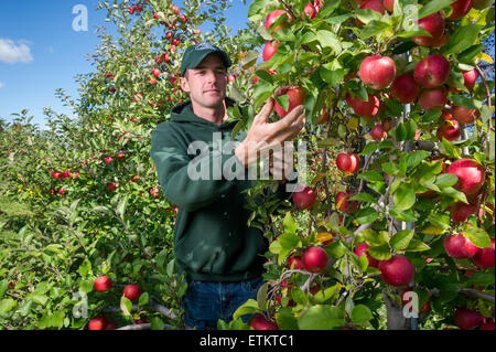 Contrôle de l'agriculteur à un verger de pommes à Wexford, New York, USA Banque D'Images