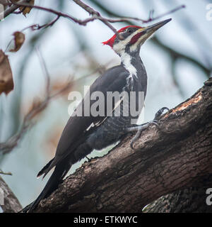 Pic à tête rouge sur la branche d'arbre à Fallston, Maryland, USA Banque D'Images