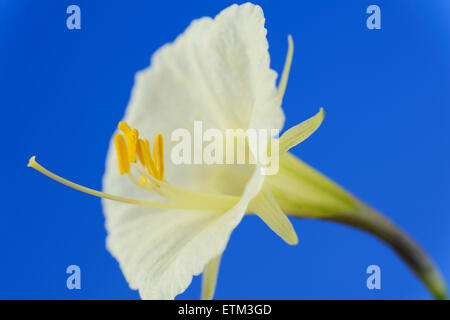 Narcissus romieuxii 'Treble Chance' jupon cerceau Division 10 janvier Bulbocodium jonquille Banque D'Images