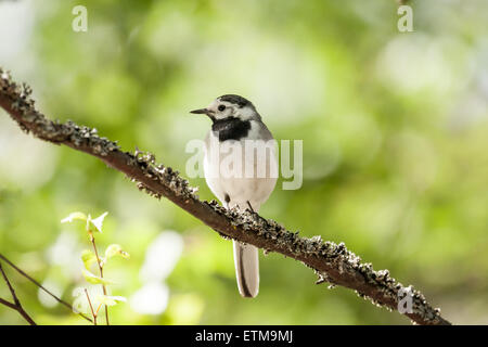 Oiseau Bergeronnette grise se trouve sur branche d'arbre Banque D'Images