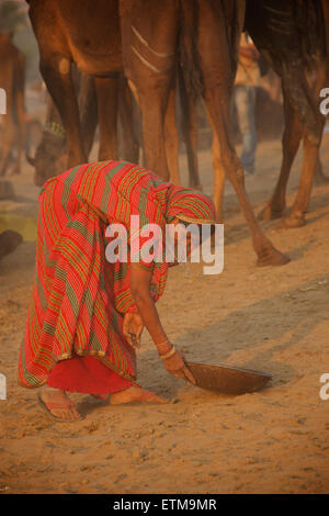 Femme du Rajasthan sari coloré dans la collecte d'excréments de chameau chameau, Pushkar, Rajasthan, India juste. Banque D'Images