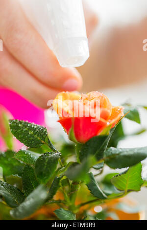 Close up of woman spraying fleur Banque D'Images