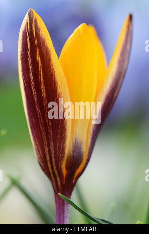 Crocus angustifolius chiffon AGA-de-or Février crocus Banque D'Images