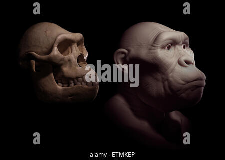 L'inscription d'un Australopithecus à côté d'un crâne d'australopithecus pour comparaison. L'australopithecus est un genre éteint d'hominidés et au début de l'ancêtre de l'Homo Sapiens. Banque D'Images