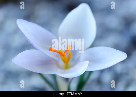 Crocus biflorus subsp. weldenii 'Fairy' Février Banque D'Images