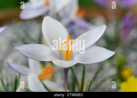 Crocus biflorus subsp. weldenii 'Fairy' Février Banque D'Images