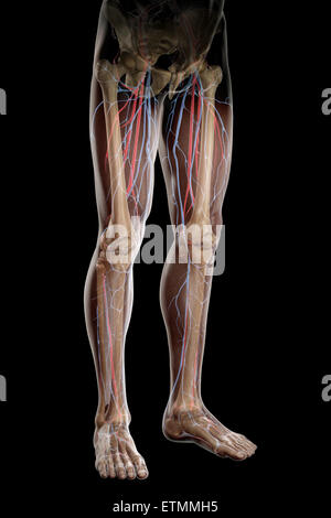 Illustration de l'approvisionnement en sang et la structure du squelette des jambes, visibles à travers la peau. Banque D'Images
