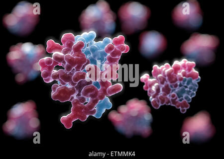 Illustration stylisée de 2HIU l'insuline, une hormone qui provoque l'absorption de glucose, dans le cadre du métabolisme. Banque D'Images