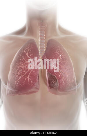 Illustration montrant les poumons dans la poitrine. Banque D'Images