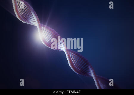 Illustration stylisée de brins de l'ADN humain, l'acide désoxyribonucléique. Banque D'Images