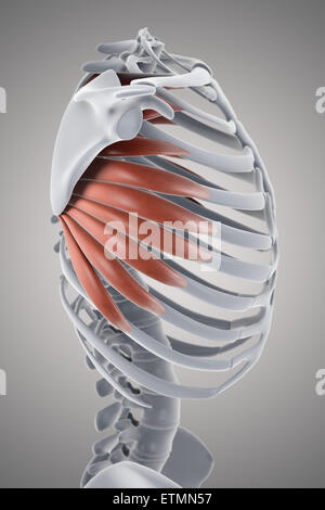 Illustration montrant l'serratus muscles et partie du squelette. Banque D'Images