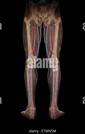 Illustration de l'approvisionnement en sang et la structure du squelette des jambes, visibles à travers la peau. Banque D'Images