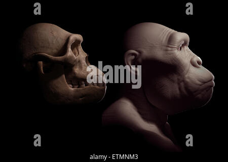 L'inscription d'un Australopithecus à côté d'un crâne d'australopithecus pour comparaison. L'australopithecus est un genre éteint d'hominidés et au début de l'ancêtre de l'Homo Sapiens. Banque D'Images