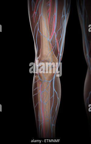 Illustration de l'approvisionnement en sang et le système squelettique de la partie inférieure des jambes, visibles à travers la peau. Banque D'Images