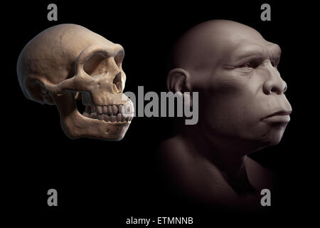 L'inscription d'un Homo Erectus Homo Erectus à côté d'un crâne de comparaison. L'Homo Erectus est un genre éteint d'hominidés et ancêtre de l'Homo Sapiens. Banque D'Images