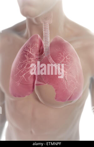 Illustration montrant les poumons dans la poitrine. Banque D'Images