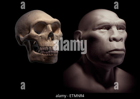 L'inscription d'un Homo Erectus Homo Erectus à côté d'un crâne de comparaison. L'Homo Erectus est un genre éteint d'hominidés et ancêtre de l'Homo Sapiens. Banque D'Images