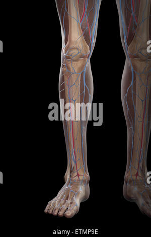 Illustration de l'approvisionnement en sang et la structure du squelette de la partie inférieure des jambes, visibles à travers la peau. Banque D'Images