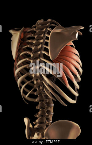 Illustration montrant l'serratus muscles et partie du squelette. Banque D'Images