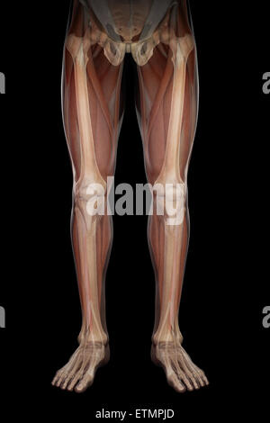 Illustration montrant la structure du squelette et de la musculature des jambes, visibles à travers la peau. Banque D'Images