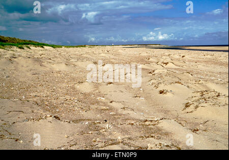 Un vent de sable soufflé d'être arrêté pour faciliter la formation de dune sur la plage à Burnham Overy, Norfolk, Angleterre, Royaume-Uni. Banque D'Images