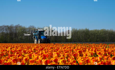 Conduite du tracteur dans un champ de tulipes, les Pays-Bas Banque D'Images