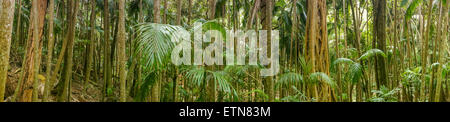 Close-up of rainforest, Mount Tamborine, sud-est du Queensland, Australie Banque D'Images
