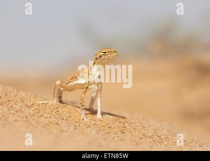 Crapaud d'Agama à tête (Phrynocephalus arabicus), Sharjah, Emirats Arabes Unis Banque D'Images