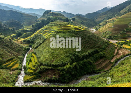 Les champs de riz, Mu Cang Chai, YenBai, Vietnam Banque D'Images