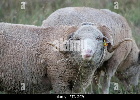 Vue rapprochée d'un des moutons paissant dans la campagne. Banque D'Images