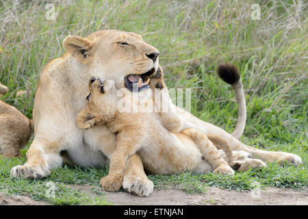 Lion cubs (Panthera leo) jouer avec mère lionne sur la savane, le parc national du Serengeti, Tanzanie. Banque D'Images