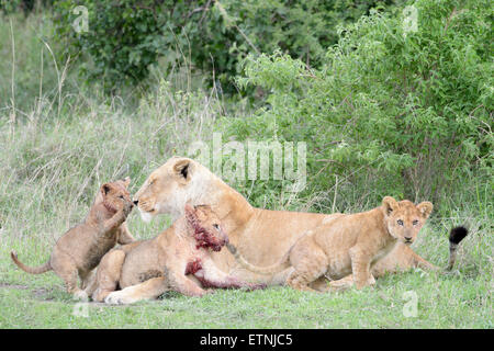 Lion cubs (Panthera leo) jouer avec mère lionne sur la savane, le parc national du Serengeti, Tanzanie. Banque D'Images