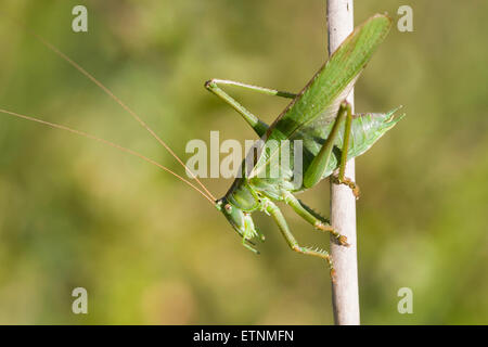 Grand Green Bush-cricket - Tettigonia viridissima. Homme Banque D'Images