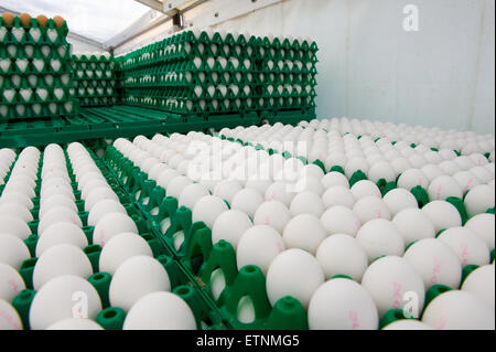 Oeufs blancs dans des caisses en plastique vert prêt à être transportés à partir d'un élevage de poulets Banque D'Images