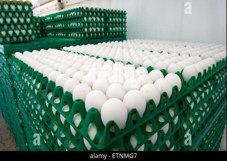 Oeufs blancs dans des caisses en plastique vert prêt à être transportés à partir d'un élevage de poulets Banque D'Images