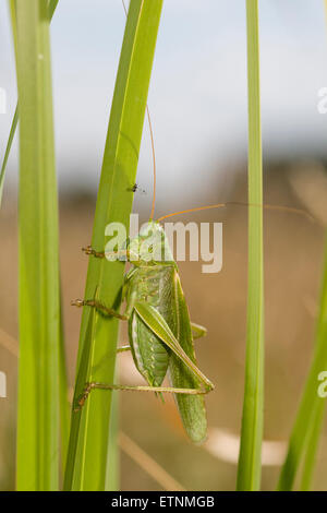 Grand Green Bush-cricket - Tettigonia viridissima. Homme Banque D'Images