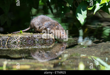 Le campagnol de l'eau (Arvicola terrestris) sur une pierre à mi-parcours, sur le point d'entrer dans l'eau. Banque D'Images