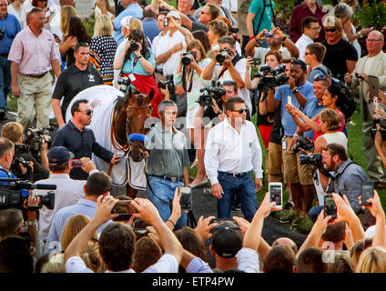 Louisville, Kentucky, USA. 13 Juin, 2015. Juin 13, 2015 Triple Crown gagnant American Pharoah est ont défilé entre les races à Churchill Downs, où il a remporté le Derby du Kentucky cette année. ©Mary M. Meek/ESW/CSM/Alamy Live News Banque D'Images