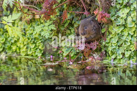 Le campagnol de l'eau (Arvicola terrestris) manger la végétation sur une banque de flux. Banque D'Images