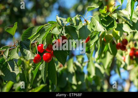 Cerises sur l'arbre de printemps avec feuille verte Banque D'Images